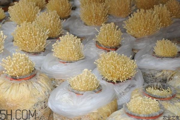 金針菇的食用禁忌有哪些？金針菇四大禁忌
