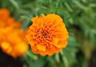 近視和葉黃素缺乏有關(guān)？盤點(diǎn)葉黃素的重要性