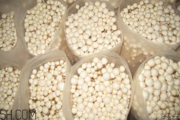 金針菇的食用禁忌有哪些？金針菇四大禁忌