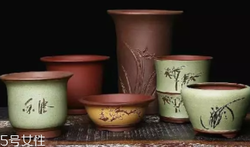 什么花不能放臥室養(yǎng)？含羞草誤食會脫發(fā)