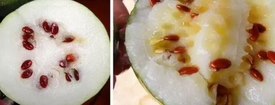 紅瓜子是什么瓜的子？瓜子比瓜還要珍貴