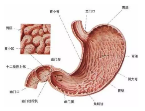 慢性胃炎是怎么造成的？吃燙食會引發(fā)胃炎