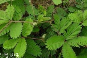 什么花不能放臥室養(yǎng)？含羞草誤食會脫發(fā)