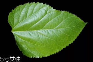 桑葉茶哪些人不能喝？過多飲用傷脾胃傷腎
