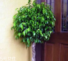 養(yǎng)花有哪些益處？節(jié)約藥費(fèi)不止一點(diǎn)點(diǎn)