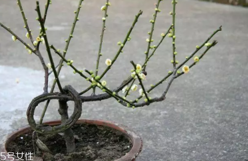 養(yǎng)花有哪些益處？節(jié)約藥費(fèi)不止一點(diǎn)點(diǎn)