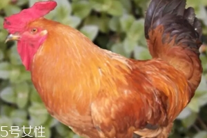 雞內(nèi)金有哪些功效？消除結(jié)石的一把好手