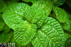 養(yǎng)花有哪些益處？節(jié)約藥費(fèi)不止一點(diǎn)點(diǎn)