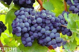 葡萄籽補(bǔ)劑要不要買？不如早睡早起
