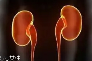 腎為什么容易長結石？尿液聚集成了結石