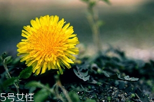 蒲公英茶能減肥嗎？要這樣搭配