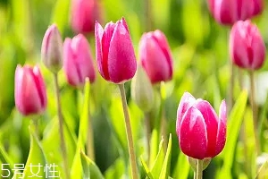 嚴禁入室的花有哪些？這7種花別養(yǎng)