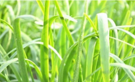 吃韭菜燒心怎么緩解？韭菜吃多了燒心
