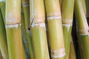 甘蔗吃多了對牙齒好嗎？有可能損傷牙齒