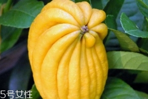 佛手柑是什么味道？佛手柑味道非常好聞