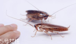 蟑螂究竟有多臟？傳播蛔蟲(chóng)卵等多種病菌