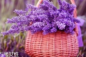 薰衣草精油能防曬嗎？能隔離紫外線