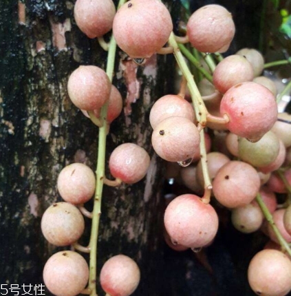 木奶果多少錢一斤？居然高達(dá)幾十元一斤