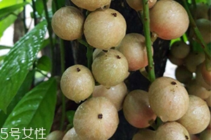 木奶果好吃嗎？木奶果密密麻麻好吃到爆