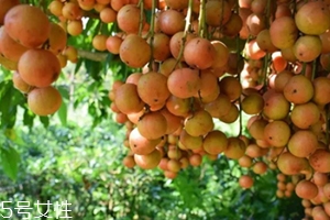 木奶果怎么吃？皮可以吃嗎