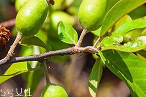 多依果多少錢一斤？