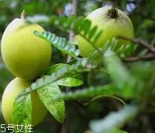 多依果多少錢一斤？