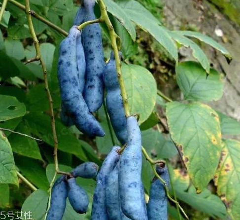 貓屎瓜能吃嗎？其貌不揚(yáng)的水果
