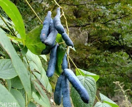 貓屎瓜能吃嗎？其貌不揚(yáng)的水果