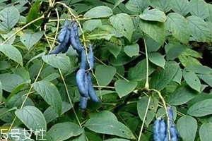 貓屎瓜的籽能吃嗎？