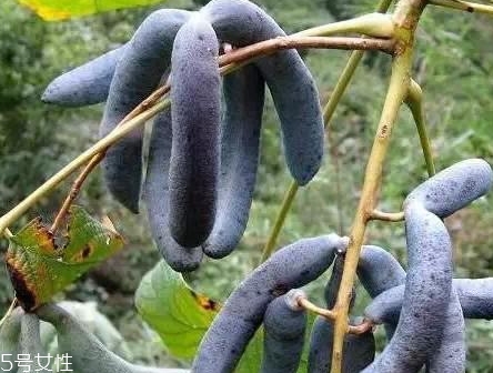 貓屎瓜的籽能吃嗎？