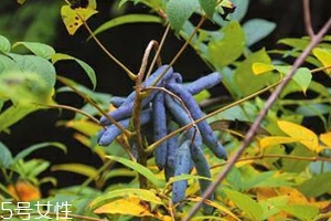 八月炸和貓屎瓜是一種水果嗎？了解它們的區(qū)別