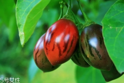 樹(shù)番茄多少錢(qián)一斤？