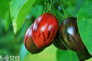 樹番茄外皮可以吃嗎？來看看樹番茄的吃法