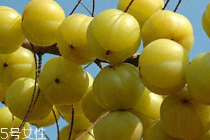 余甘子怎么吃？腌制風味最佳