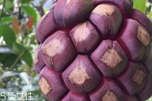 布福娜多少錢一斤？長相奇特的水果