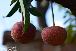 雞嗉子果怎么吃？雞嗉子果的功效和作用