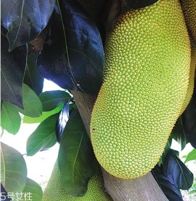 榴蓮蜜哪里能吃？哪里不能吃