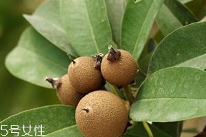 人心果多少錢一斤？稀有水果價(jià)格高