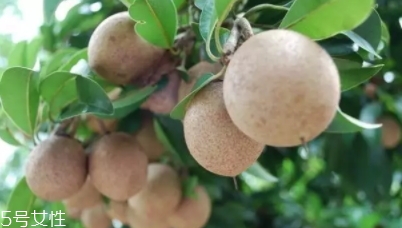 人心果多少錢一斤？稀有水果價(jià)格高