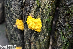 孕婦可以吃金耳嗎？哪些人不適合吃金耳