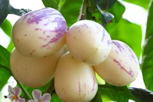 香瓜茄多少錢(qián)一斤？香瓜茄種子哪里買(mǎi)