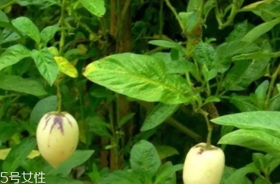 香瓜茄孕婦可以吃嗎？香瓜茄功效多