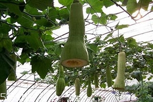 砍瓜怎么做好吃？教你烹飪砍瓜