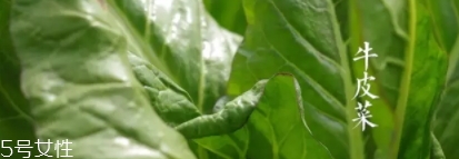 牛皮菜孕婦可以吃嗎？