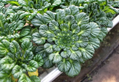 塔菜怎么做好吃？教你塔菜的做法