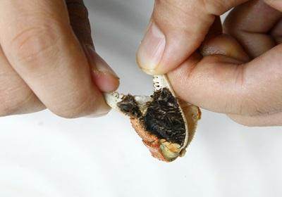 陽(yáng)澄湖大閘蟹怎么吃？食陽(yáng)澄湖大閘蟹注意事項(xiàng)