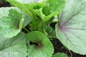 冬寒菜多少錢一斤？