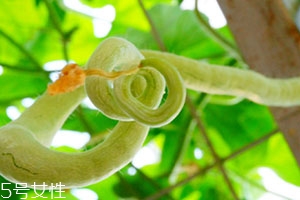 蛇瓜可以生吃嗎？這樣吃蛇瓜最好