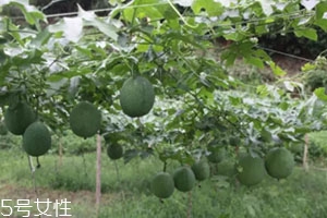 吊瓜怎么吃？吊瓜這樣做最好吃