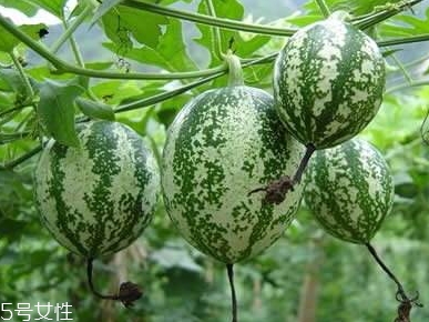 吊瓜怎么吃？吊瓜這樣做最好吃